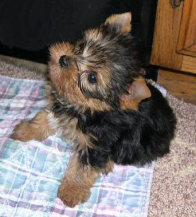 Affectionate Male and female Yorkie puppies Available Now.