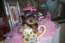 Free Tea Cup Yorkie puppies For A New Home