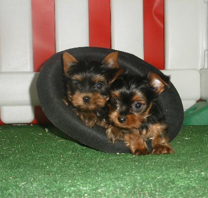 free yorkie puppies