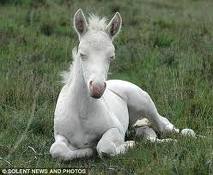 healthy white horse