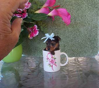 Available  Tiny Teacup Yorkies