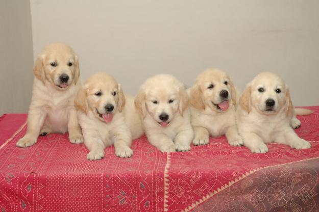 Adorable Golden Retriever looking for a friendly home.