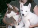 Two Gorgeous Siberian Husky Puppies for adoption