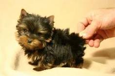 Healthy Teacup Yorkie Puppies For Adoption..