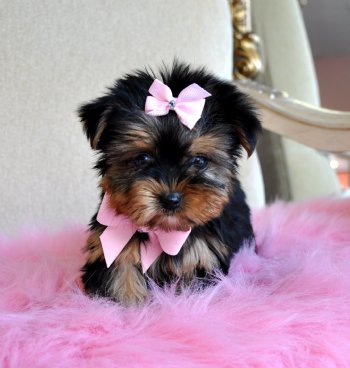 cute yorkie puppies for adoption