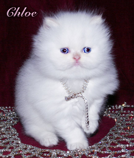 Male and Female Persian Kittens For Adoption