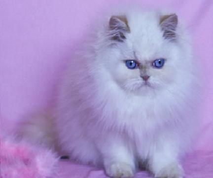 Beautiful Persian Kitten