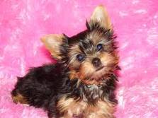 Beautiful Teacup Yorkie Puppies