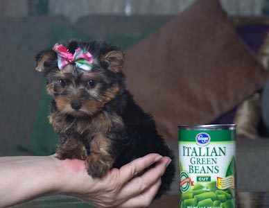 Teacup yorkie puppy for adoption ($190.00)