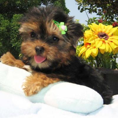 Lovely Yorkie Puppy For Free Adoption