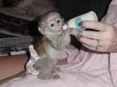 cute and adorable capuchin monkeys for adoption