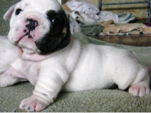 well raised english bulldog puppy - $155