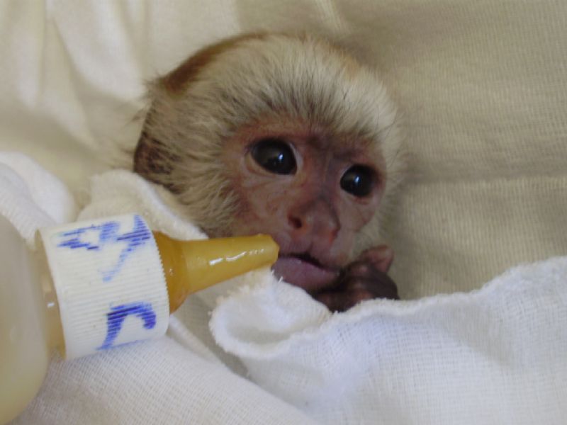 babies capuchin monkeys for sale