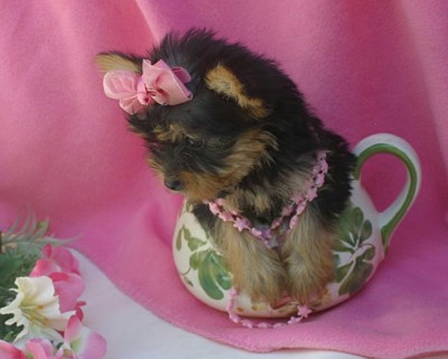 Tiny Teacup Yorkie Puppies Needing a new home.