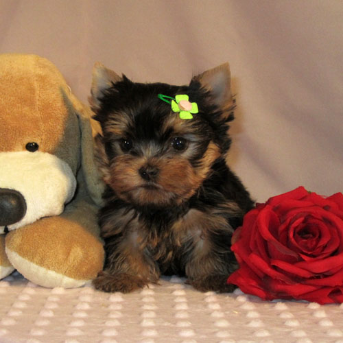 Tiny Yorkie Puppies Ready For Adoption