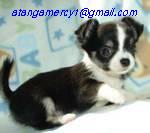 Charming Tea cup chihuahua Puppies for adoption