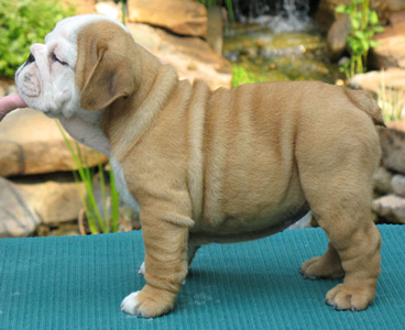 Cute English bull puppies