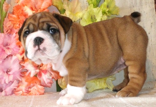 Adorable English Bulldog Puppies