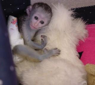 We are searching for a good home for our baby capuchin monkeys
