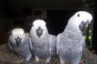 african grey parrots birds