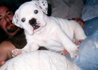 adorable English bulldog puppies available for caring homes(gonxalezj@yahoo.com)