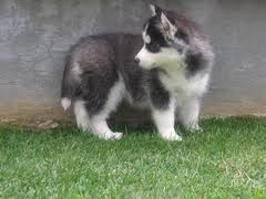 cute siberian husky puppy for adoption