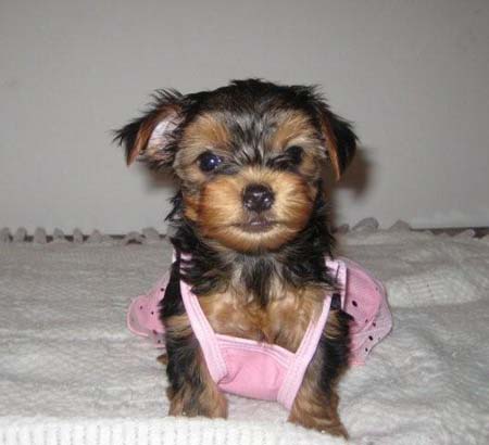 Exceptional Yorkie puppies for adoption