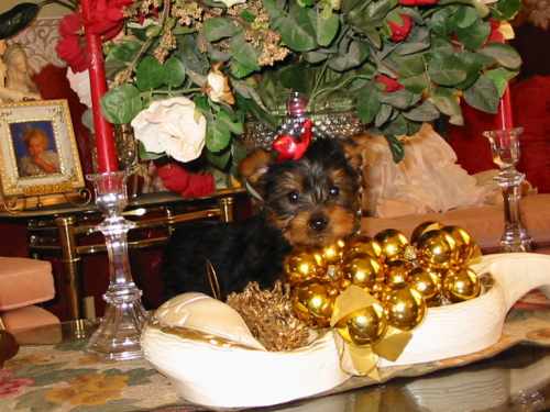 CUTE MALE AND FEMALE TEACUP YORKIE PUPPIES FOR ADOPTION