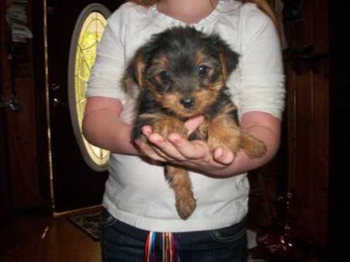 lovely teacup yorkie puppies ready for free adoption