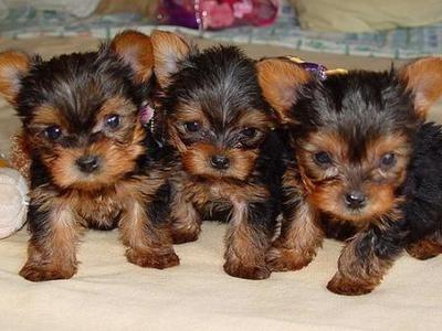 Lovely Yorkie Puppies For Free Adoption