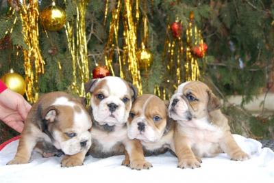 CUTE PURE BREED ENGLISH BULLDOG PUPPIES