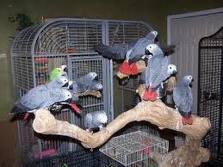 african grey parrots birds