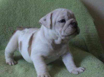 loving bulldog puppies for adoption