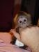 Adorable Male And Female Baby Capuchin Monkeys For