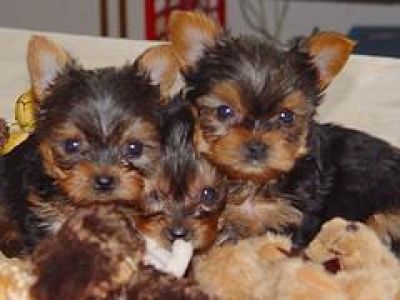 Charming Yorkie puppies