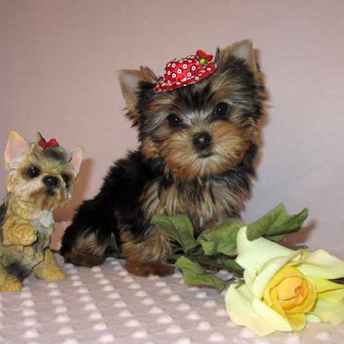 Male and Female Yorkie puppies