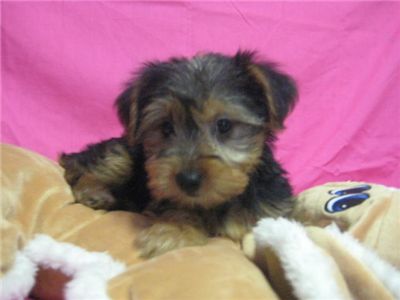 healthy male and female yorkie puppies for adoption
