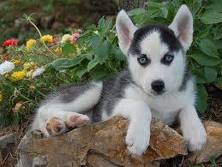 Home trained Siberian Huskies