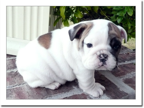 English Bulldog Puppies For Sale