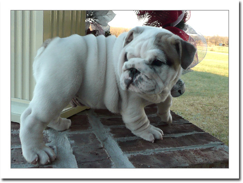 English Bulldog Puppies For Sale