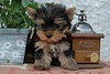 TWO CUTE TEACUP YORKIE PUPPIES OR FREE VALENTINE