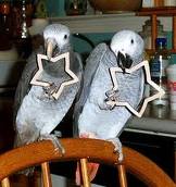 PARROTS and FRESH LAID PARROT EGGS