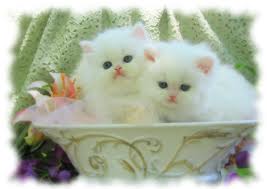 PERSIAN BABY KITTENS FOR SALE