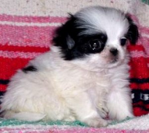 japanese chin puppies for adoption