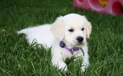 Gorgeous Golden Retriever puppies