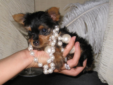 Adorable Cute Teacup Yorkie Puppies For Adoption