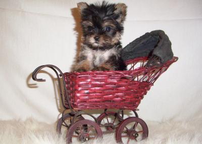 TOP QUALITY TEACUP YORKIE PUPPIES LOOKING FOR A NEW HOME