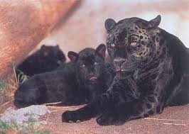 BLACK JAGUAR CUBS FOR SALE