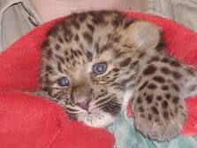 LEOPARD CUBS FOR SALE