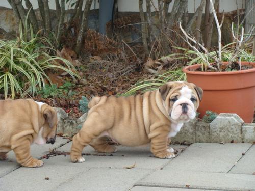 English Bulldog Male and Female Puppies available